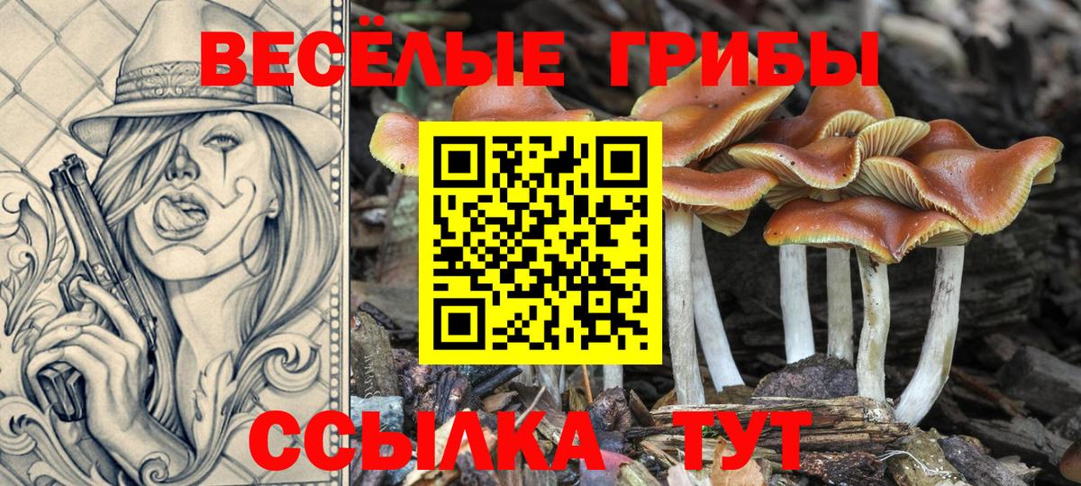 Псилоцибиновые грибы мицелий Новоалександровск